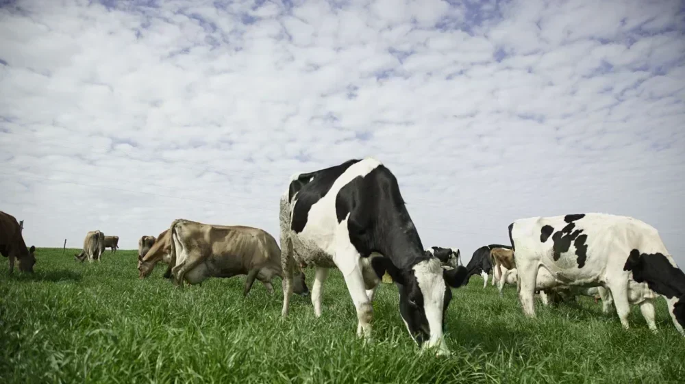 Avanços da Agricultura em SC: Retrospectiva 2025