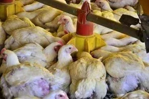 Petrobras e Braskem Firmam Acordo Bilionário de Nafta