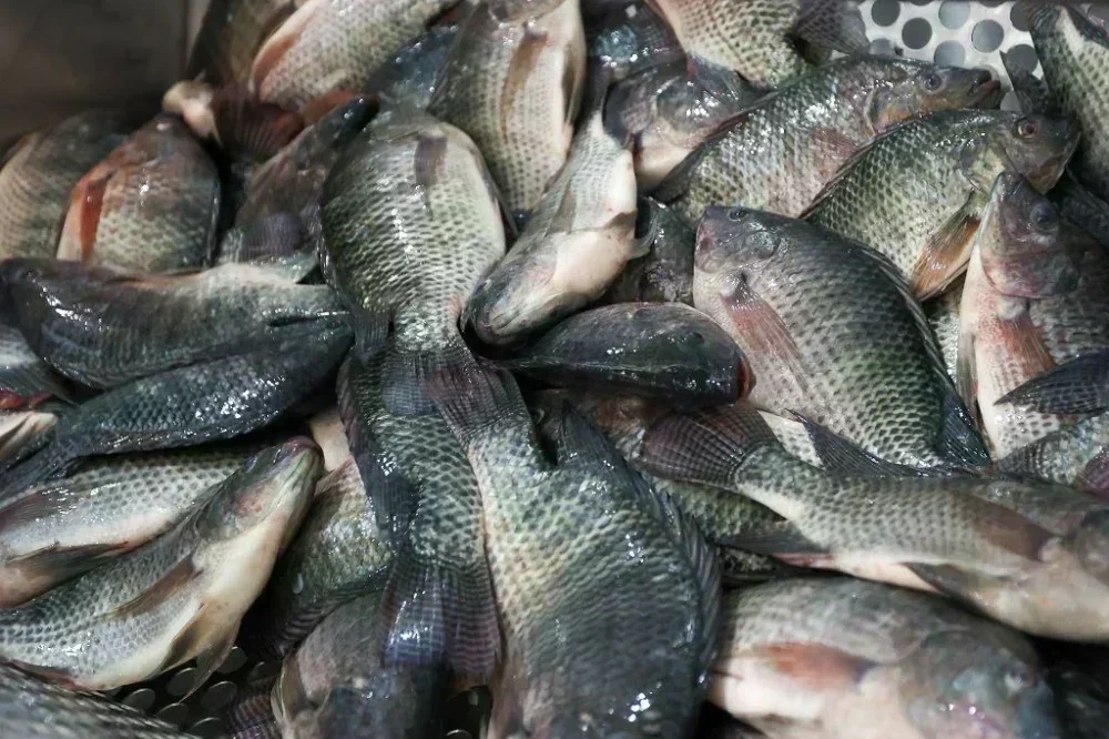 Santa Catarina proíbe tilápia do Vietnã para proteger aquicultura