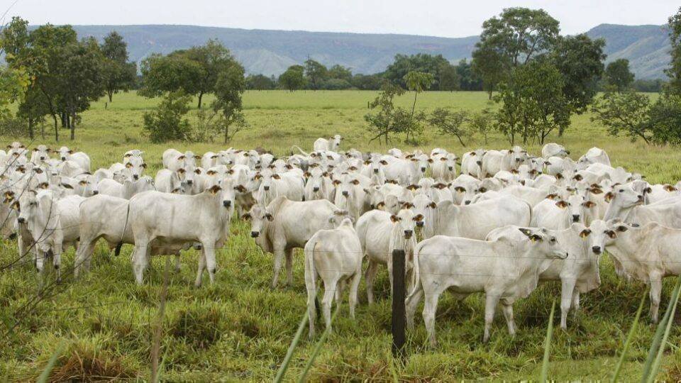 Brasil: O Novo Líder Mundial em Carne Bovina com 12,35 Milhões de Toneladas em 2025