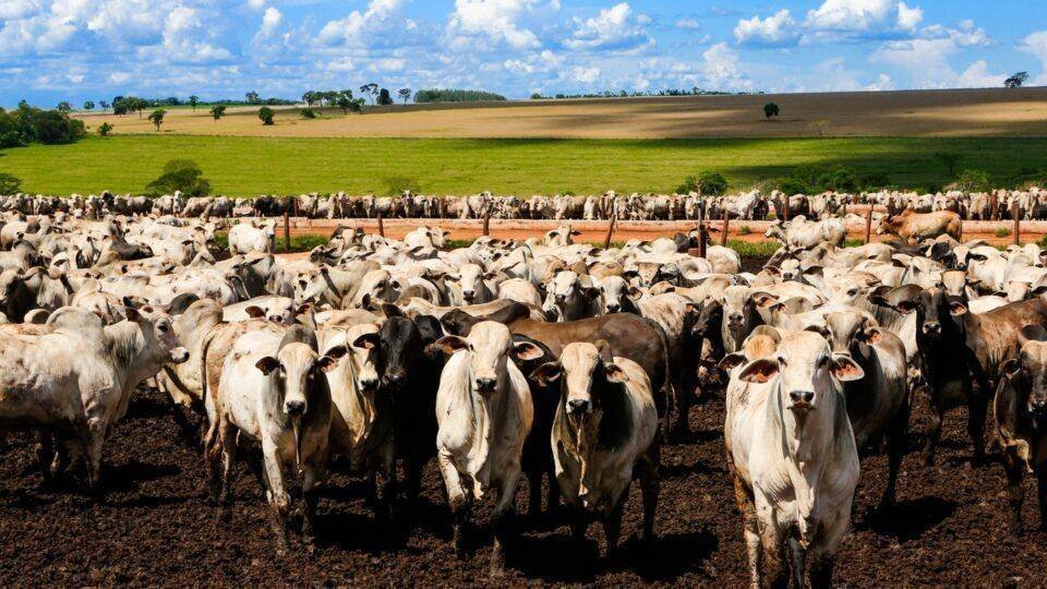 Brasil terá cota de 1,1 milhão de toneladas de carne bovina, mas tarifas de 55% podem impactar exportações