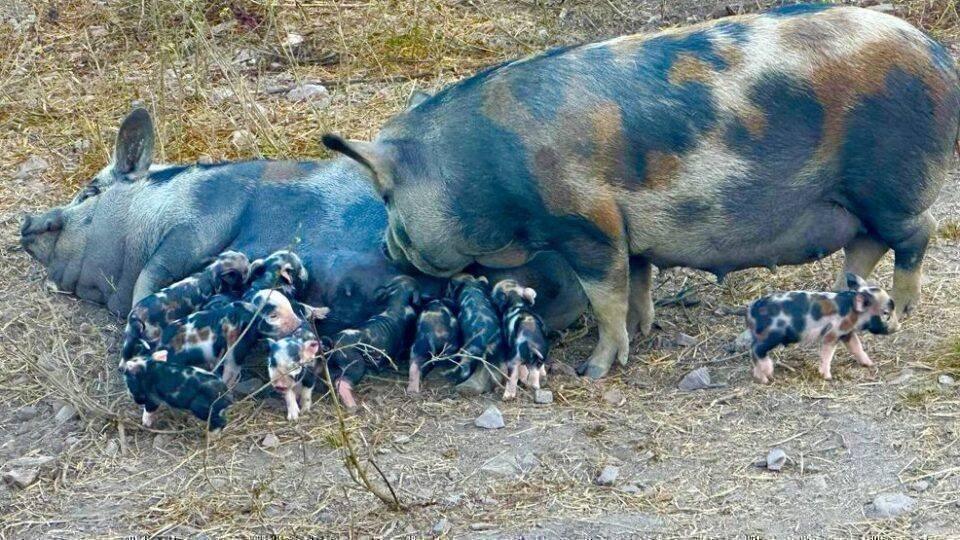 Caruncho Três Cores: A Riqueza Rústica da Suinocultura Brasileira