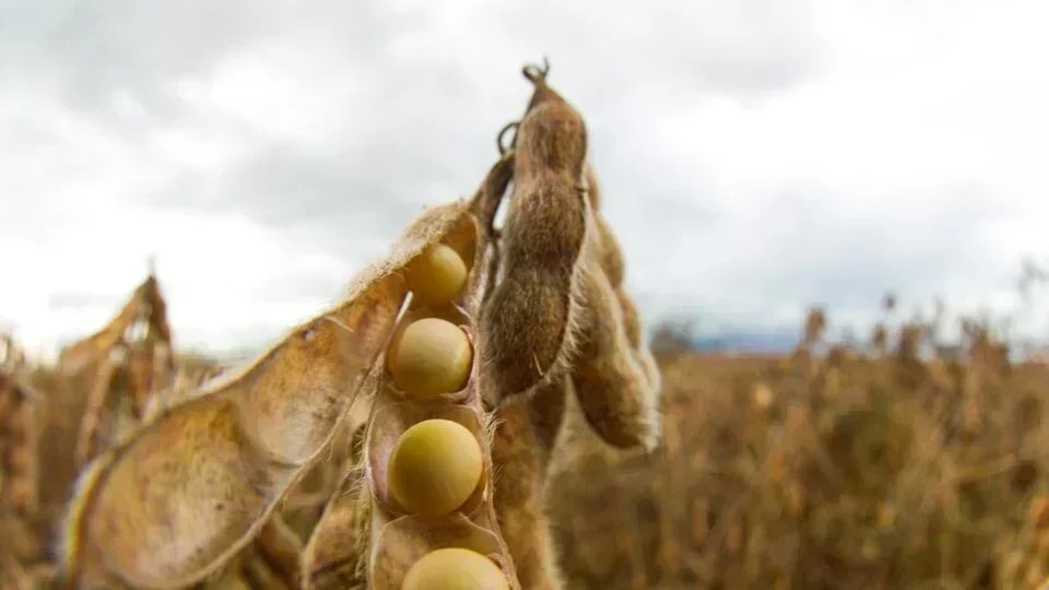 Cautela e Eficiência: O Novo Paradigma do Agronegócio Brasileiro em 2026
