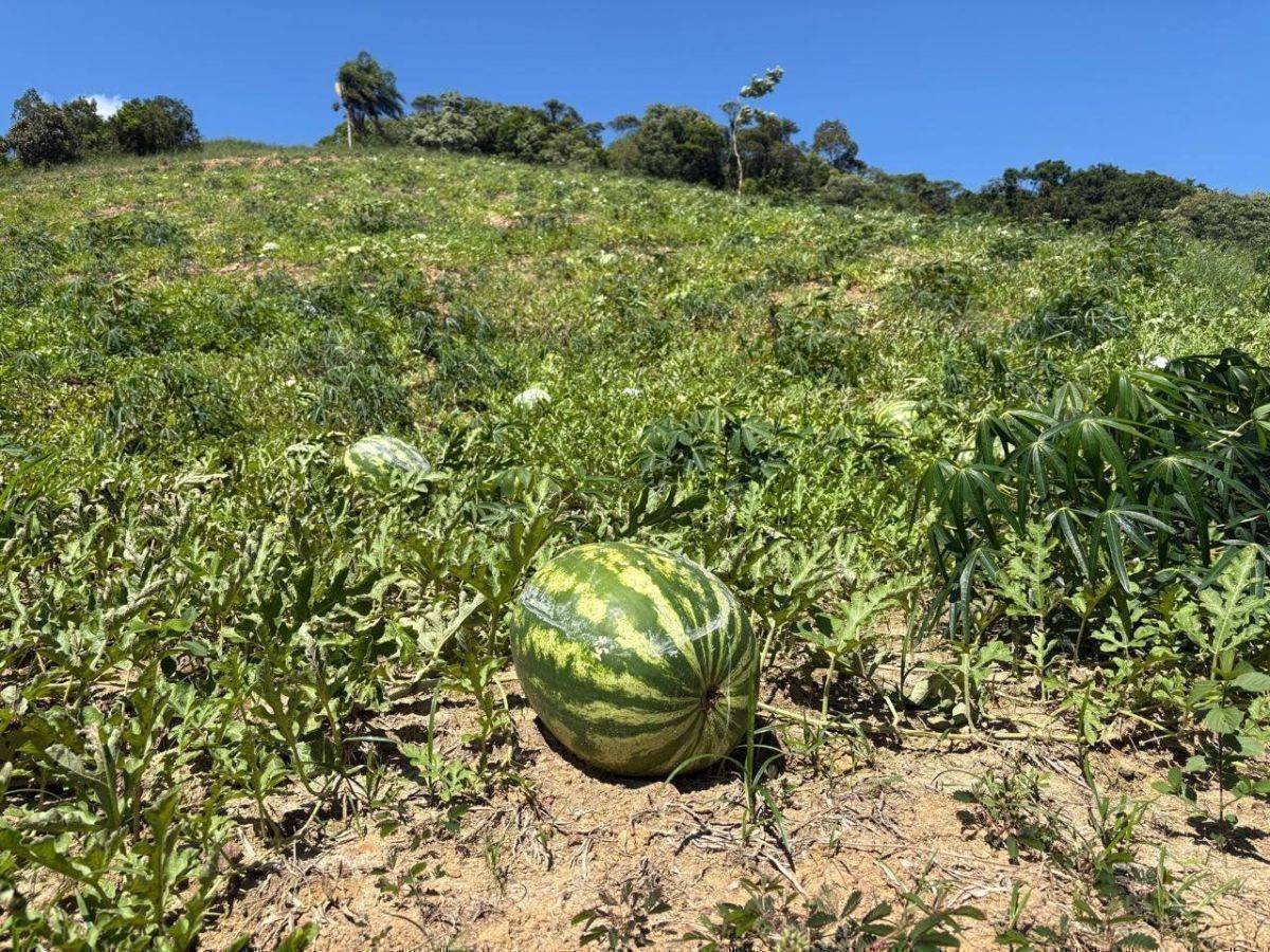 Colheita de 2 mil melancias em Itajaí: a história de Cesar Lana e a agricultura familiar