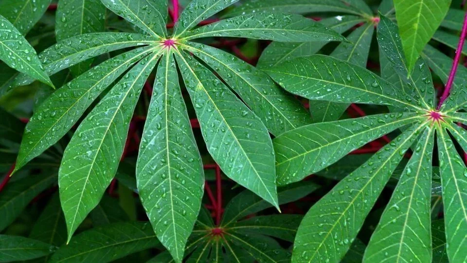 Como as Folhas de Mandioca Podem Reduzir em até 98,3% os Custos com Alimentação de Bovinos no Brasil