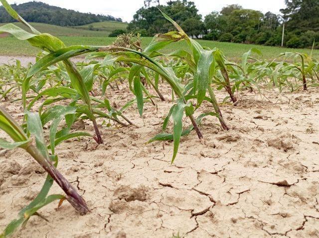 Epagri inova com agricultura digital e biotecnologia para enfrentar mudanças climáticas em SC
