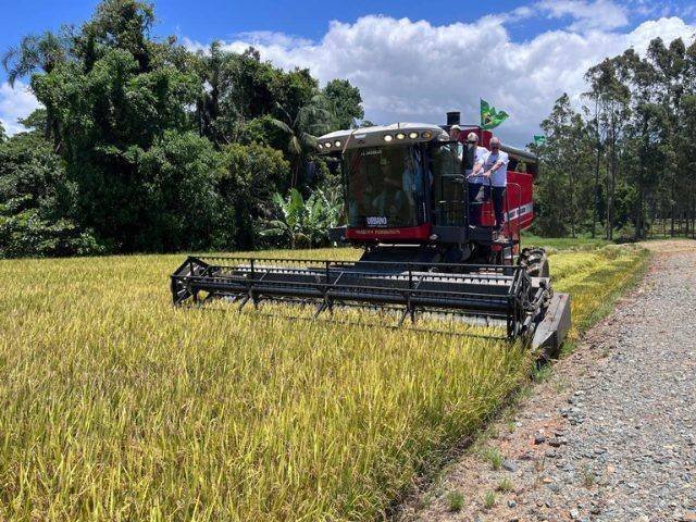 Expectativa de 1,2 milhão de toneladas: Abertura da Colheita do Arroz em SC revela potencial produtivo