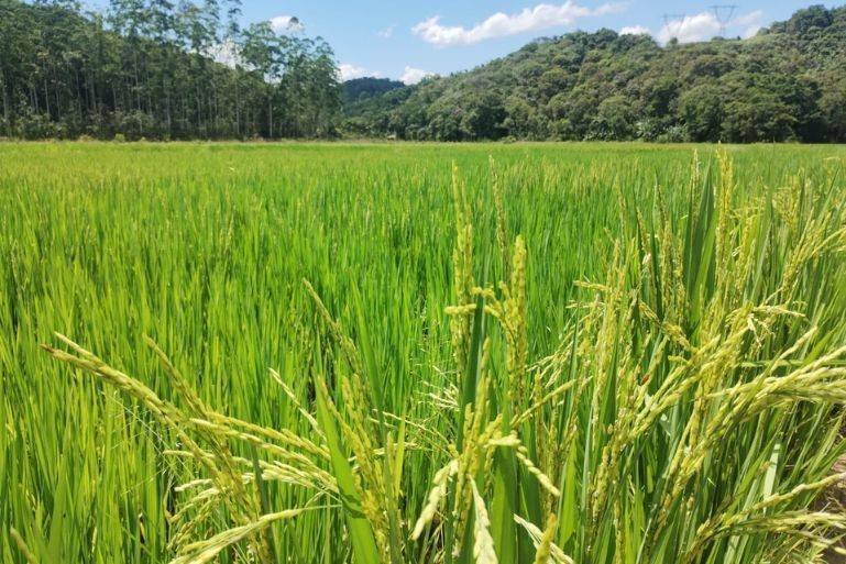 Guabiruba se prepara para uma safra recorde de arroz e milho em 2025/2026 com colheita estimada em 225 toneladas de arroz
