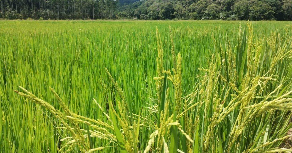 Perspectivas de Safra em Guabiruba: Arroz e Milho com Expectativa de Colheitas Recordes até 2026