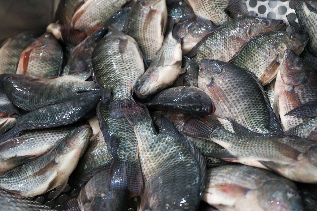 Santa Catarina impõe rigorosa norma sanitária para tilápia: entenda as regras antes de 2025