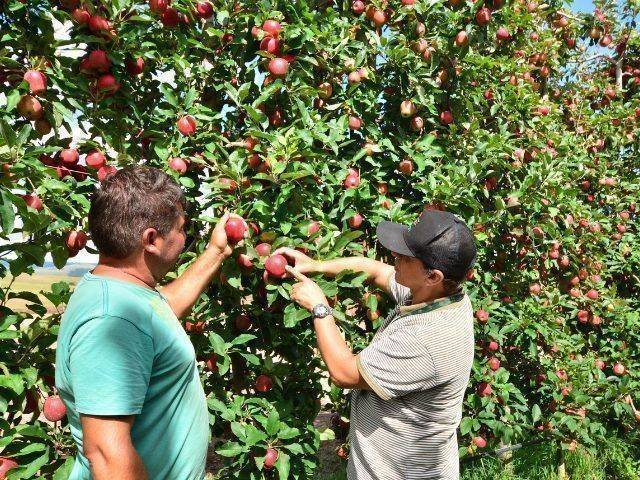 Santa Catarina investe R$ 7,87 milhões em inovação agropecuária: um marco histórico para a Epagri