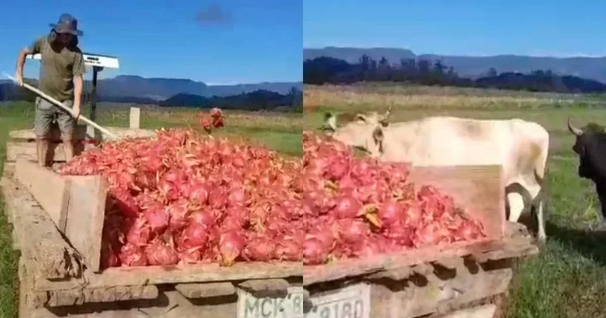 A Crise no Agronegócio: O Que Está em Jogo e Como Agir