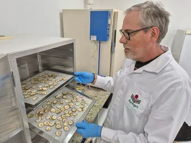 A Revolução da Farinha de Banana: Oportunidade ou Risco para Produtores?