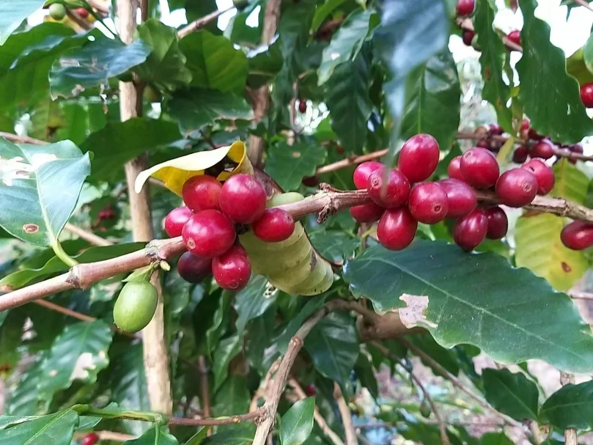 Café Sombreado: Oportunidade de Ouro para Investidores em Santa Catarina