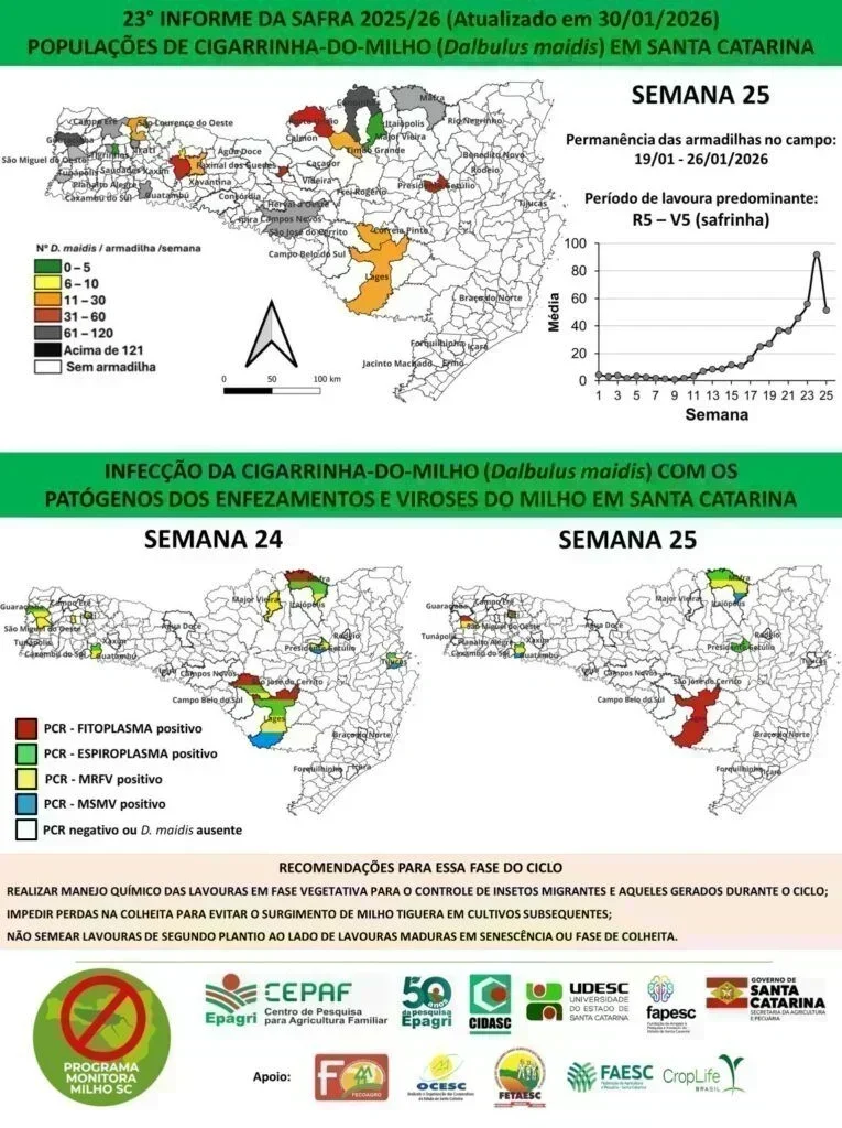 Cigarrinhas-do-milho: Redução Promissora, Mas Alerta Continua