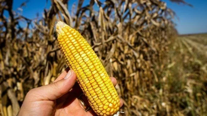 Etanol de Milho: Uma Oportunidade Estratégica para o Agro Brasileiro