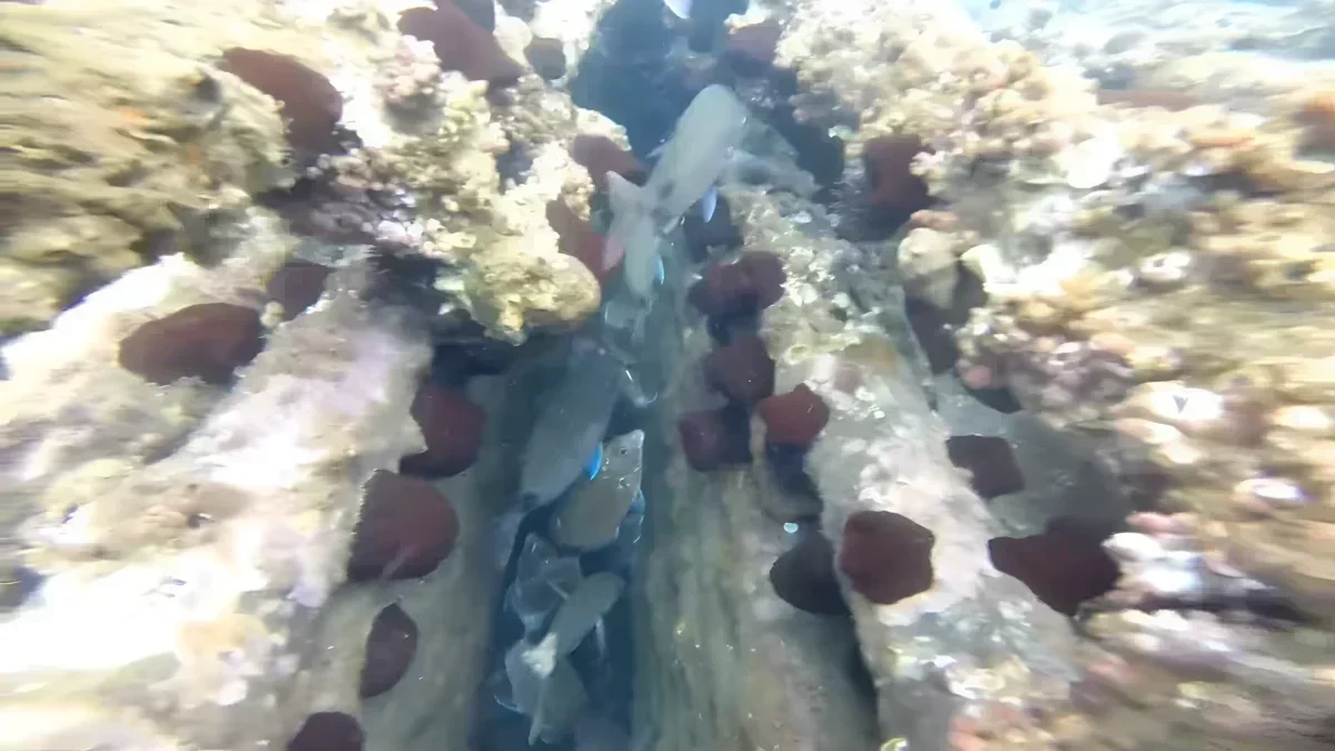 O Naufrágio do Vapor Catalão: Uma Lição de Risco e Oportunidade