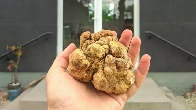 Oportunidade de Investimento: Trufas Brasileiras em Ascensão