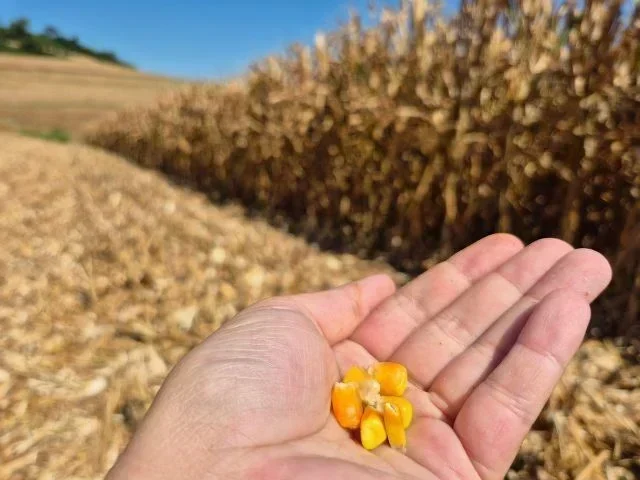 Safra 2025/26: Oportunidade de Ouro para Produtores de Milho em SC