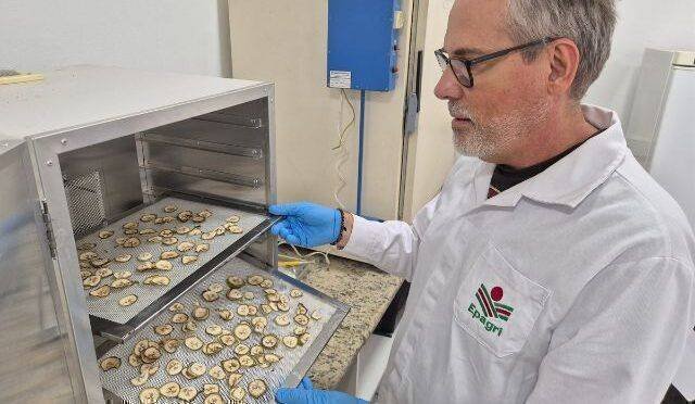 Transformando Bananas em Oportunidades: A Revolução da Farinha Verde em SC