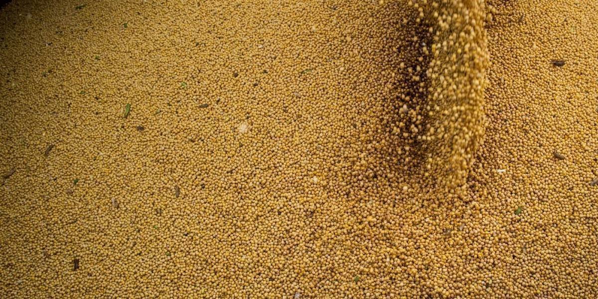 Agropecuária: O Motor do PIB Brasileiro em 2025 e Seus Desafios Futuros