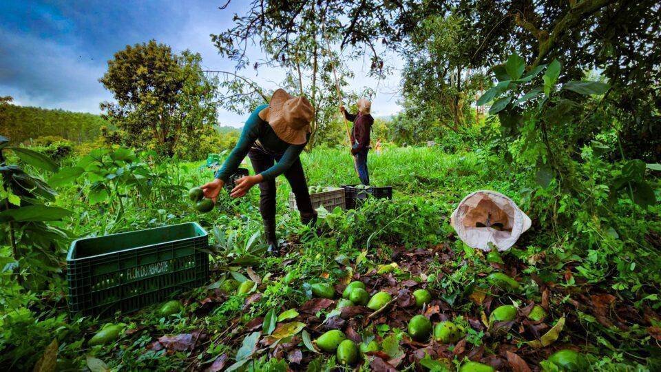 Avocado: O Novo Ouro Verde do Brasil em 2026