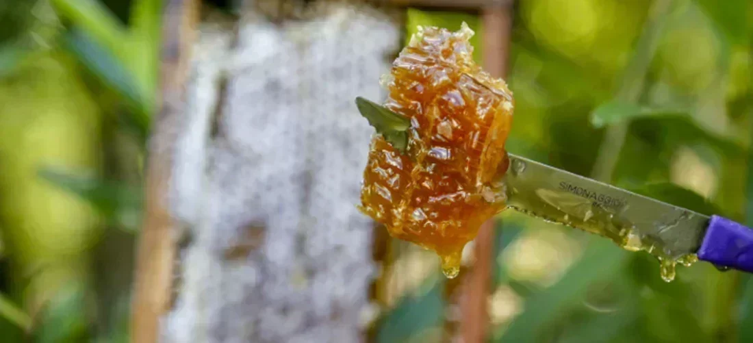 Brasil abre portas para novos mercados: Nova Zelândia e Turquia