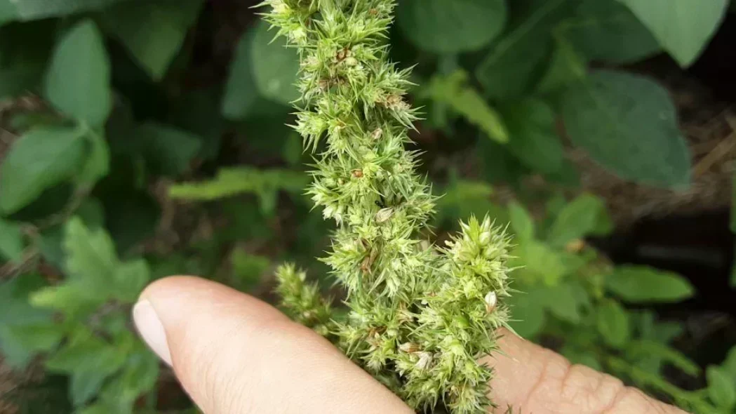 Caruru-Gigante: A Ameaça Que Você Não Pode Ignorar