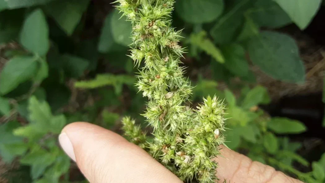 Caruru-Gigante: A Ameaça Que Você Não Pode Ignorar