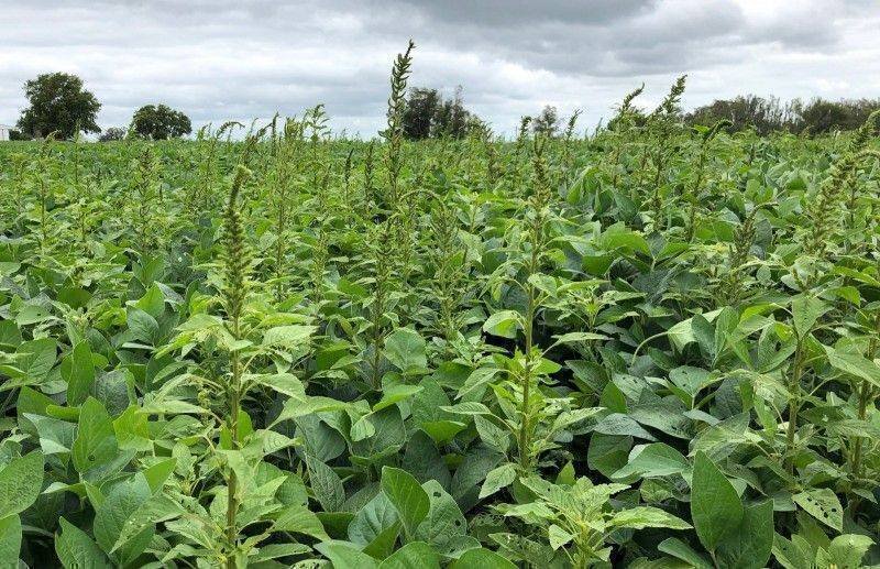 Caruru-gigante: A Ameaça Silenciosa que Pode Arruinar Suas Lavouras