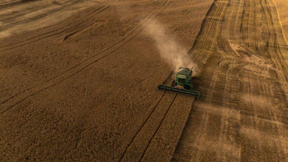 Cevada no Brasil: Oportunidade ou Risco? Entenda o Cenário Atual