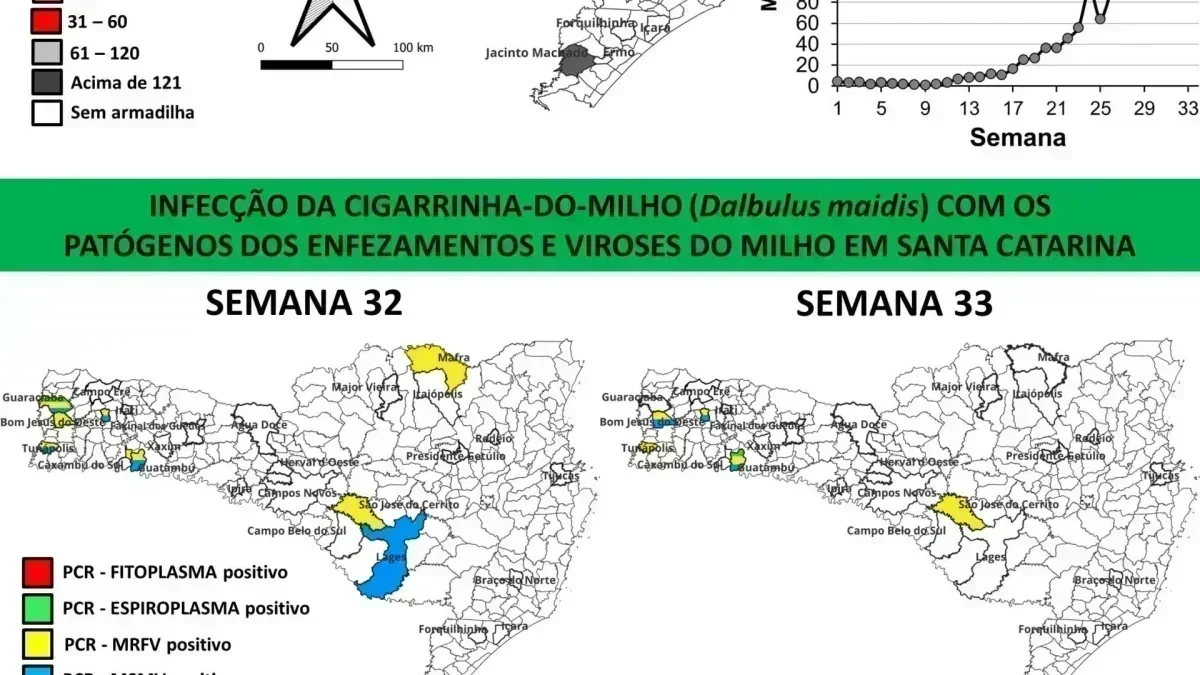 Cigarrinhas-do-milho: Alerta e Oportunidade em SC