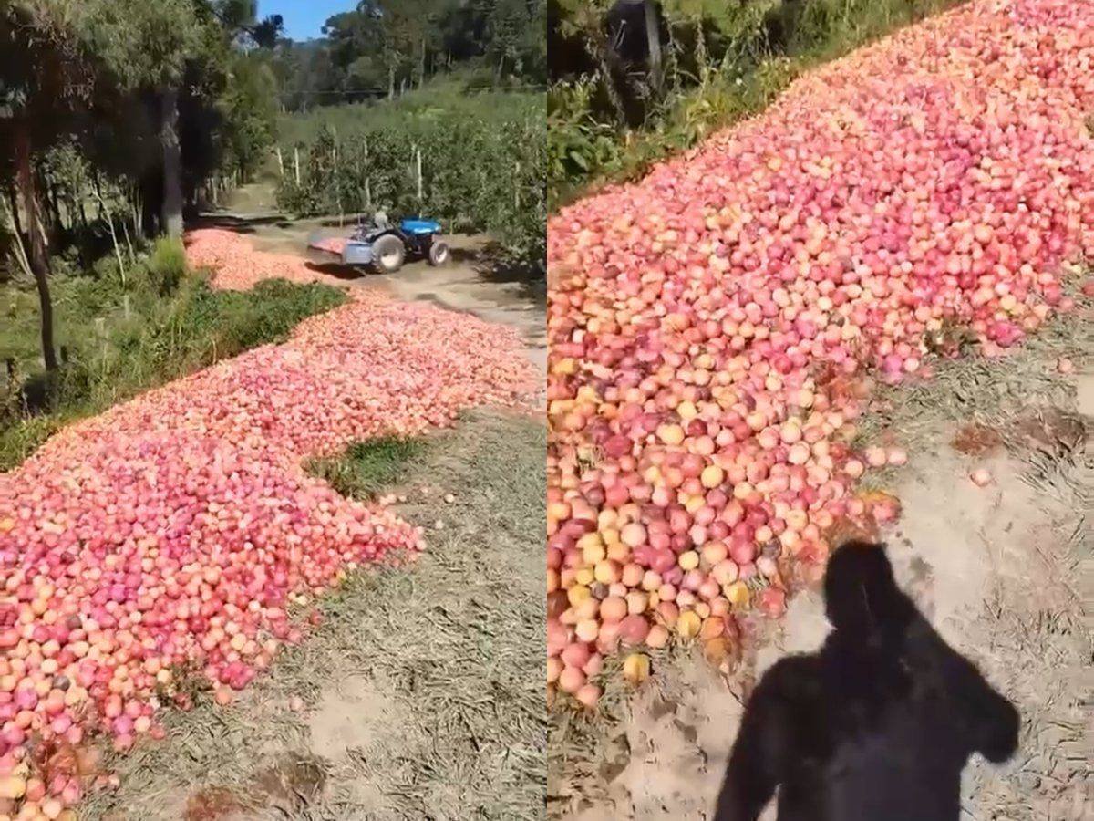 Crise no Campo Catarinense: O Preço da Inação e a Urgência de Ação