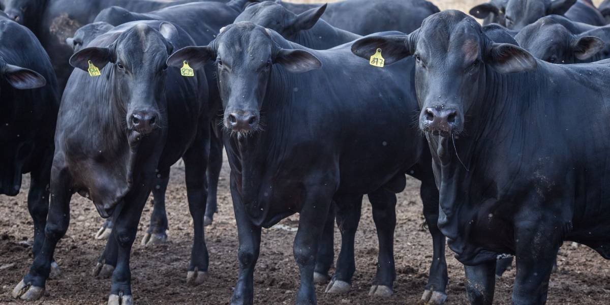 Juros do Pronaf caem para 3%: uma oportunidade para o agro