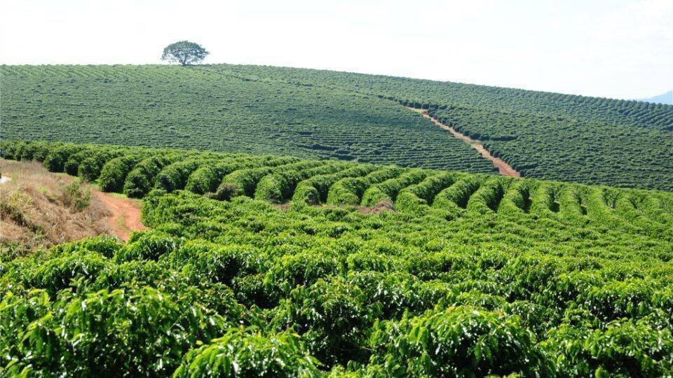 Minas Gerais: O Gigante do Café Brasileiro em 2026