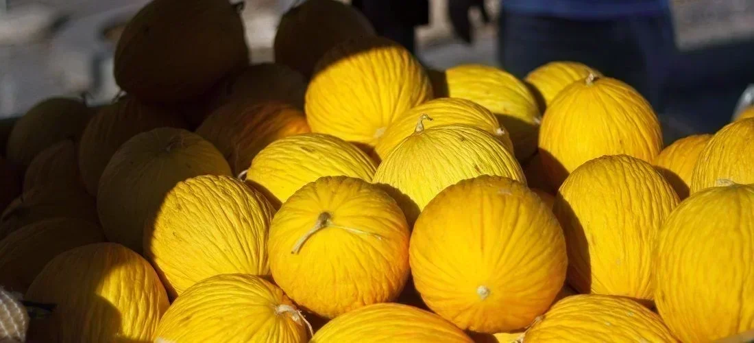 Oportunidade de Ouro: Melão Brasileiro em Alta no Mercado Internacional