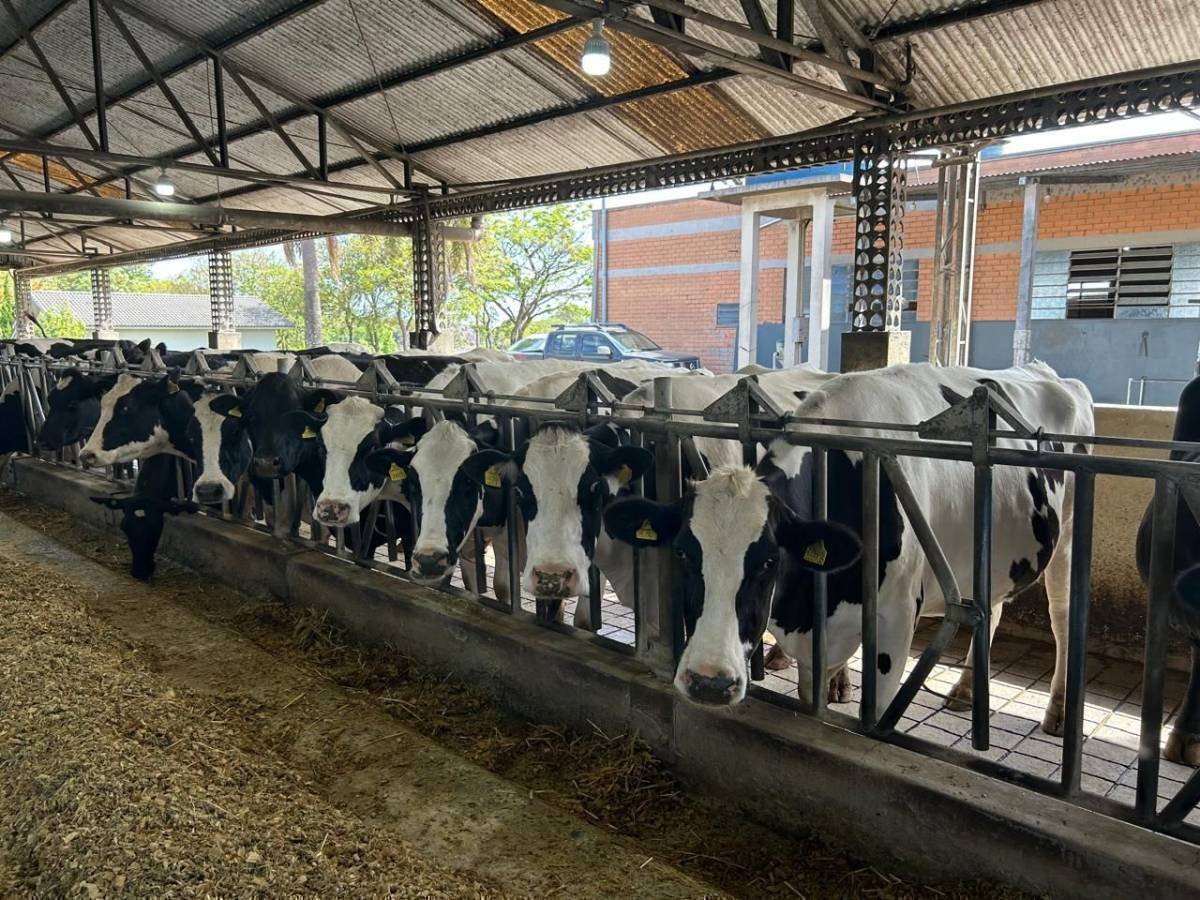 Oportunidade no Setor Leiteiro: R$ 4,57 milhões em Crédito em um Dia