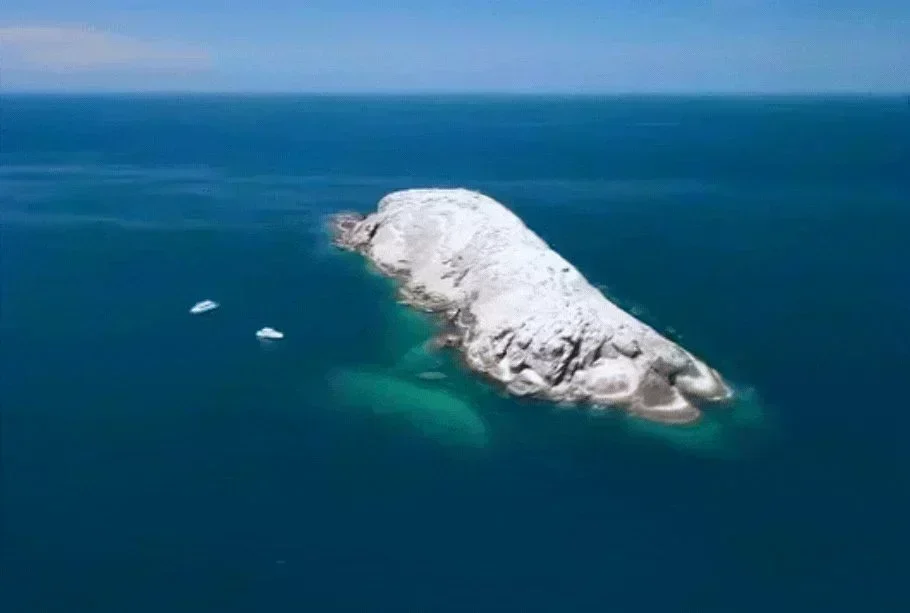 PEMLS: A Urgente Necessidade de Fiscalização para Proteger a Vida Marinha