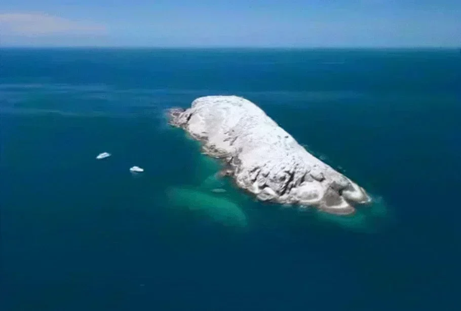 PEMLS: A Urgente Necessidade de Fiscalização para Proteger a Vida Marinha