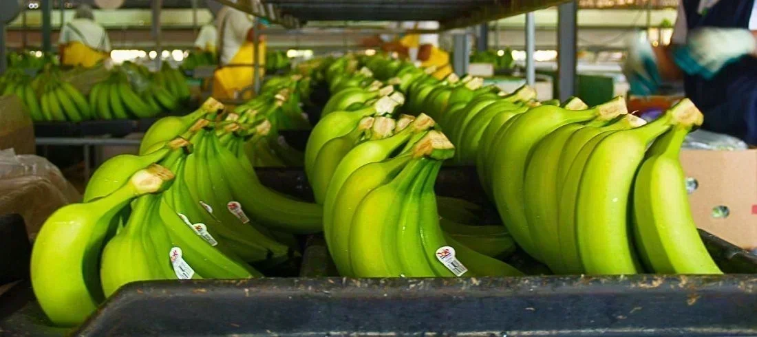 Porto de Itajaí: Aposta na Europa para a Banana Catarinense
