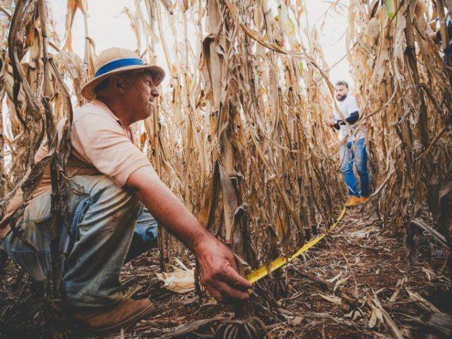 Produtividade do Milho no Meio-Oeste: Oportunidade ou Risco?