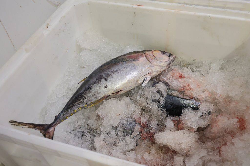 Santa Catarina Revoluciona a Segurança Alimentar com DNA do Pescado