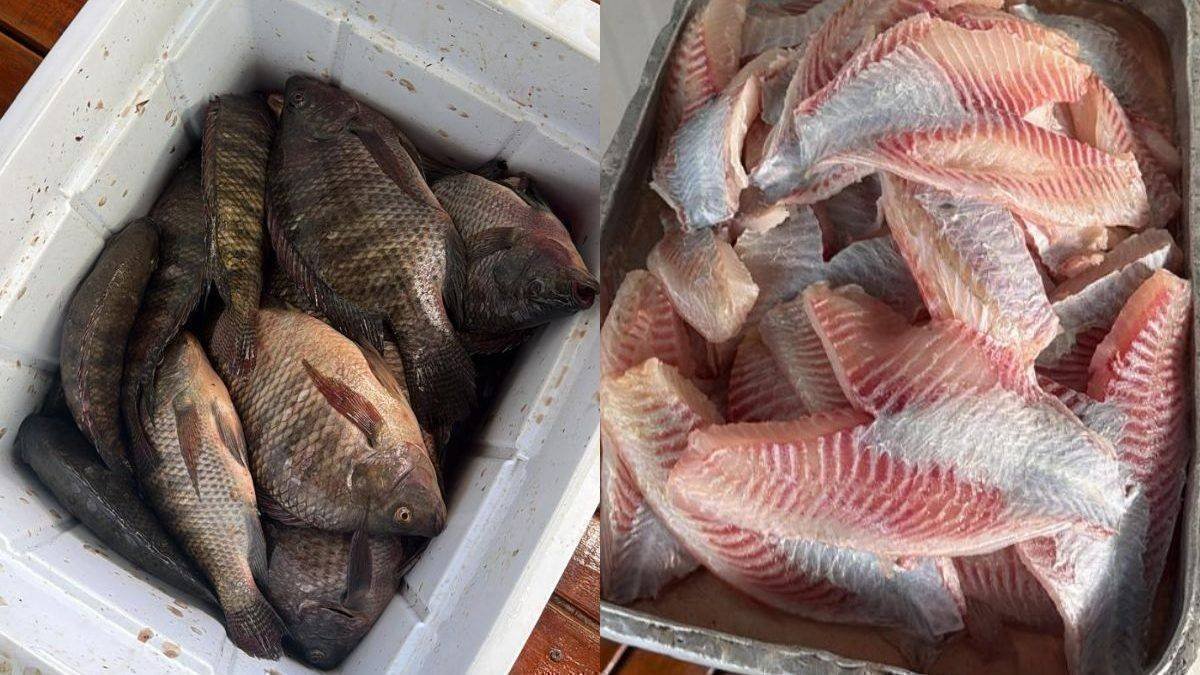 Tilápias em excesso: o dilema no Pesqueiro de Guatambu