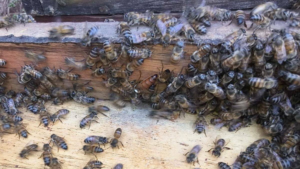 Transformação da Apicultura: Um Exemplo de Sucesso em Faxinal dos Guedes