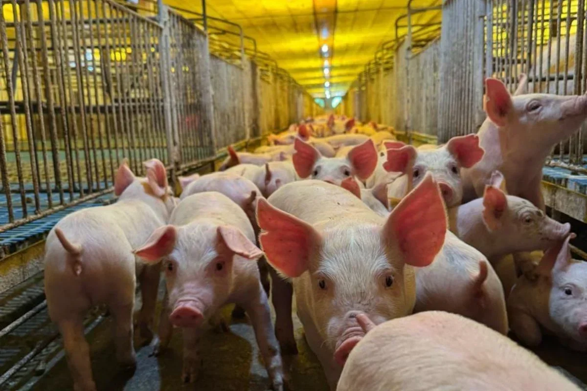 Aurora Coop: Crescimento Estrondoso e Oportunidades no Agronegócio Brasileiro