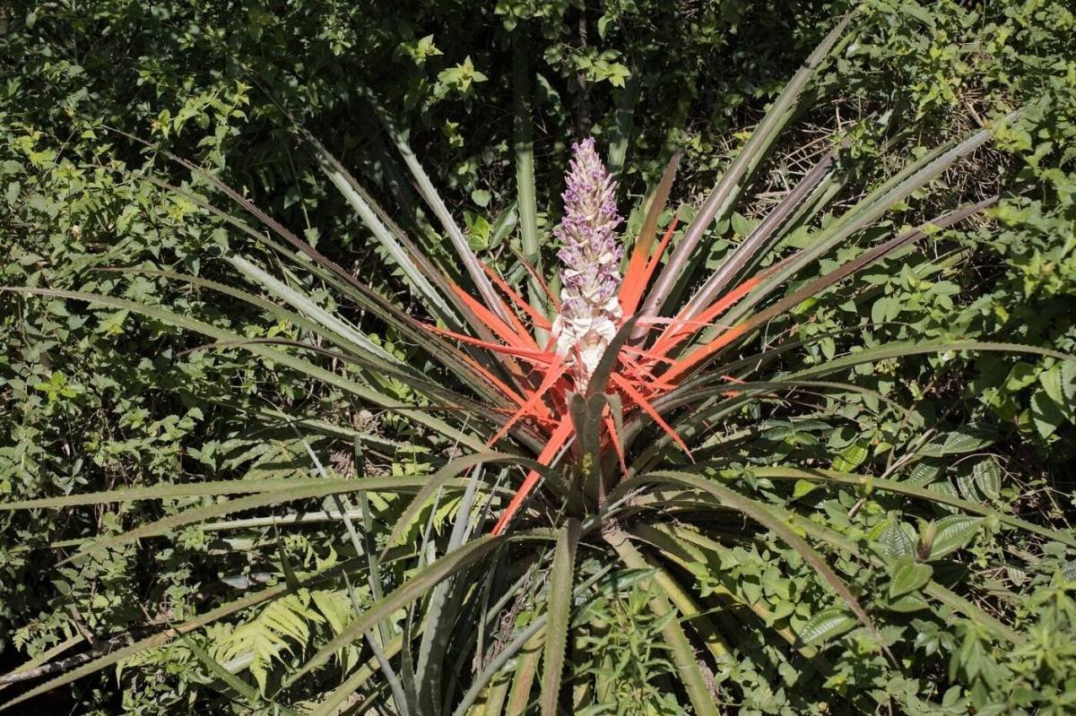 Gravatá: A Oportunidade de Investir em uma PANC Rústica e Sustentável