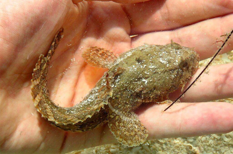 Peixe-sapo: A Ameaça que Pode Virar Oportunidade no Paraná