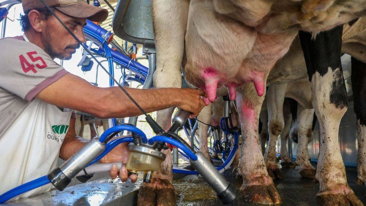 R$ 909 milhões para a produção leiteira: Oportunidade ou risco?