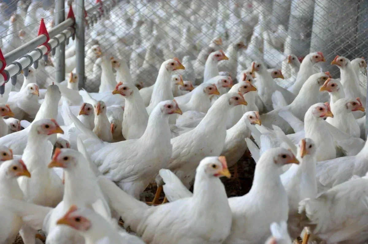 Santa Catarina: O Gigante da Indústria Alimentícia em 2025