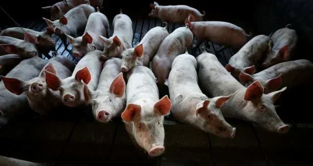 Santa Catarina: O Poder da Suinocultura e Oportunidades de Investimento